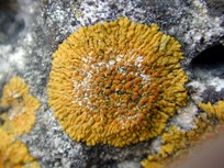 Caloplaca flavescens