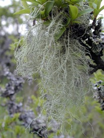 Usnea filipendula