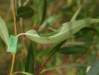 Phyllocolpa oblita