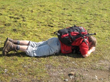 Monitoring of lichens