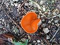Fungi 1b.jpg