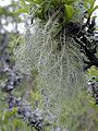 Usnea filipendula klein.JPG